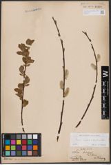 Foto von Salix caprea L. x Salix daphnoides Vill.